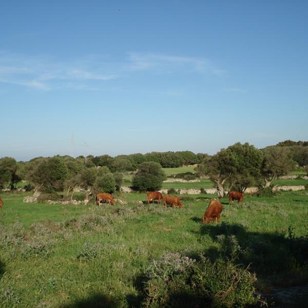 L´Arriére pays minorquin